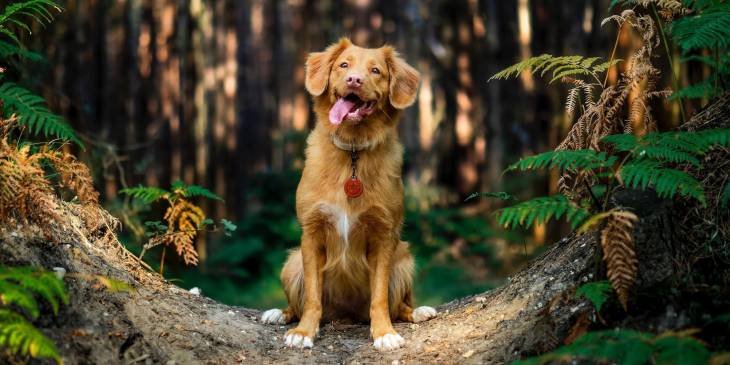 5 natuurhuisjes waar je hond ook welkom is