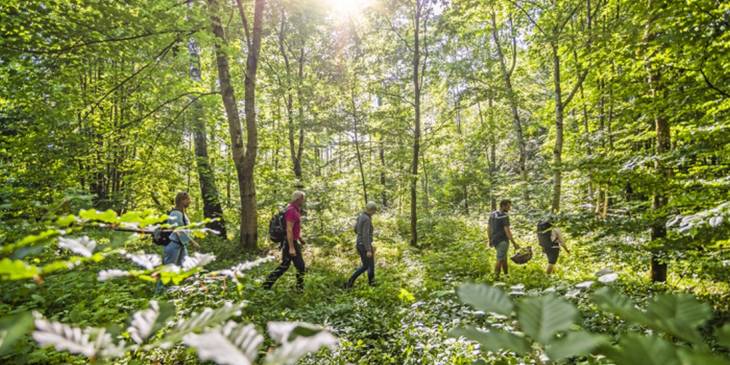 Groene wandelroutes in Skåne.