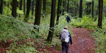 Bos herfst