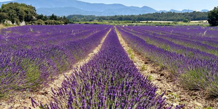 Drôme Provençale in Zuid-Frankrijk: Lavendel, cultuur & tijdloze dorpen