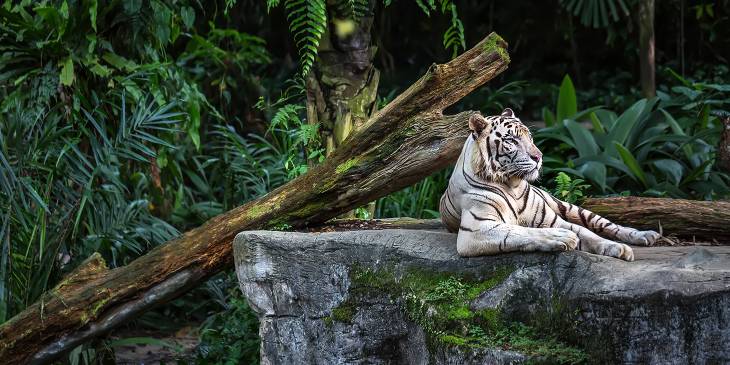 Dierentuin