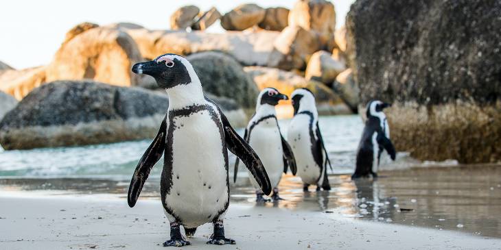 Pinguïns