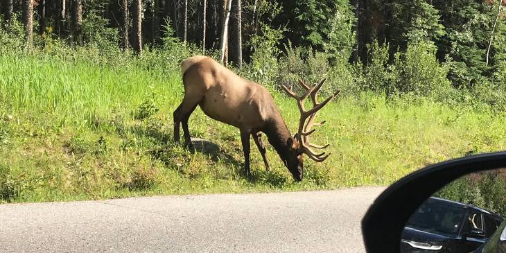 Mooie natuurparken rond Edmonton in Canada