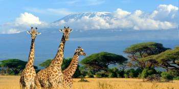 Afrika
