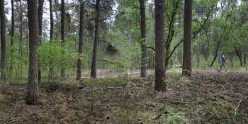 Edelherttrail Veluwe